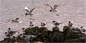 Hooded Terns, King Island, Bass Strait, Tasmania Hooded Terns, King Island, Bass Strait, Tasmania