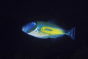 horseshoe leatherjacket meuschenia hippocrepis kangaroo island, sa, australia horseshoe leatherjacket meuschenia hippocrepis kangaroo island, sa, australia