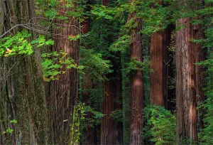 The Humbolt Redwood forest state reserve California The Humbolt Redwood forest state reserve California