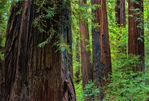 The Humbolt Redwood forest state reserve California The Humbolt Redwood forest state reserve California
