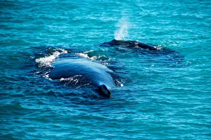 Humpback Whales off Western Australia Humpback Whales off Western Australia