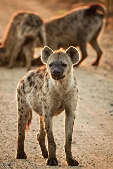 South Africa Gallery: Hyena, Kruger National Park, South Africa