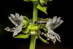Images Dated 13th April 2014: Insect on Basil flower