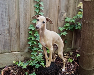 Italian greyhound puppy dog sitting on a treestump Italian greyhound puppy dog sitting on a treestump