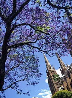 Jacanda ftrees flowering outside Sydneys neo Gothic, sandstone Catholic cathedral Jacanda ftrees flowering outside Sydneys neo Gothic, sandstone Catholic cathedral
