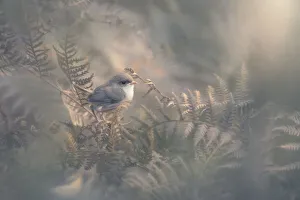 Juvenile superb fairy wren perched within lush bracken undergrowth Juvenile superb fairy wren perched within lush bracken undergrowth