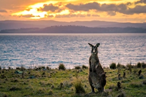 Kangaroo at Cape Boullanger, Maria Island, Tasmania Kangaroo at Cape Boullanger, Maria Island, Tasmania