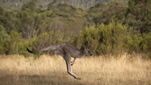 Kangaroo Hopping in Jindabyne, New South Wales, Australia Kangaroo Hopping in Jindabyne, New South Wales, Australia