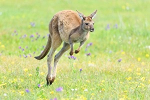 Kangaroo jumping over green grass. Australia Kangaroo jumping over green grass. Australia
