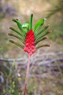 Kangaroo Paw Flower, Western Australia