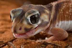 Knob-tailed Gecko Knob-tailed Gecko