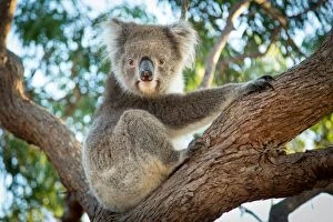 Tree Trunk Collection: Koala in a gum tree