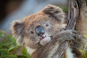Koala portrait, clinging on tree branch, Australia Koala portrait, clinging on tree branch, Australia
