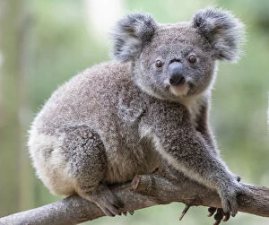 Koala Gallery: Koala on a tree branch
