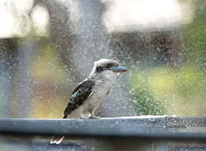 Kookaburra enjoying a sprinkler spray on a hot day Kookaburra enjoying a sprinkler spray on a hot day