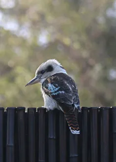 Kookaburra Visit