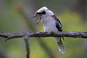 Images Dated 25th October 2013: Laughing kookaburra