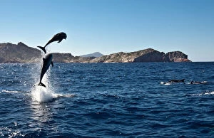 Images Dated 9th May 2011: Leaping dolphins, Freycinet Peninsula