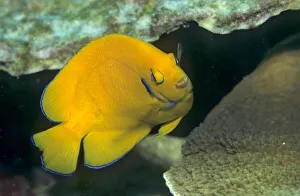 Lemonpeel Angelfisch (Centropyge flavissima), Cocos (Keeling) Islands, Indian Ocean Lemonpeel Angelfisch (Centropyge flavissima), Cocos (Keeling) Islands, Indian Ocean