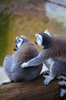 A lemur cuddle A lemur cuddle