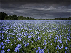 Linseed ready to crop, growing in a field, Dorset England Linseed ready to crop, growing in a field, Dorset England
