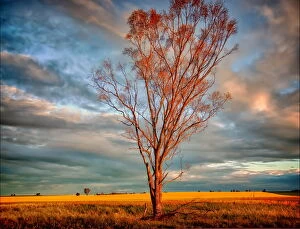 Images Dated 8th September 2011: Lone tree