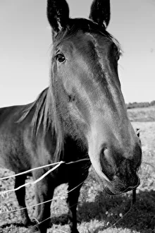 Long Horse Face