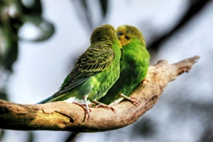 <b class=qtipBold><figcaption>Loving Budgerigars</figcaption></b><br>Loving pair of Budgerigars.<br><em>© 2010 :: Artie | Photography ::</em> Loving Budgerigars