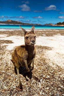 Images Dated 31st December 2016: Lucky Bay kangaroo