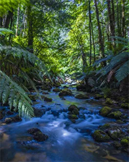Magnificent old growth rainforest on the slopes of Mount St Magnificent old growth rainforest on the slopes of Mount St