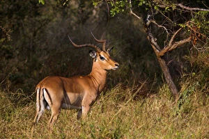 Cape Floral Region Protected Areas Gallery: A Male Impala with Lyre-Shaped Horns, White Tail and Several Black Markings, Kruger National Park