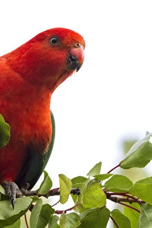 Images Dated 29th December 2016: Male King Parrot on a branch with a white background