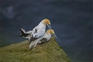 Mating Gannets, Shetland Islands, Scotland