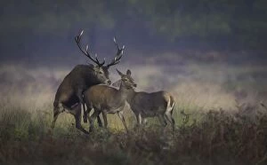 Images Dated 9th November 2014: Mating Red Deer