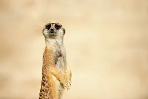 <b class=qtipBold><figcaption>meerkat</figcaption></b><br>meerkat with desert sand behind it<br><em>© kathryn diehm 2016</em> meerkat