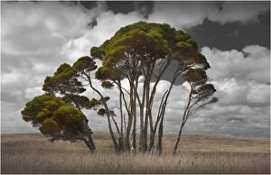 Images Dated 6th February 2012: Melaleuca trees, so typical of the native foliage on King Island, Bass Strait, Tasmania, Australia