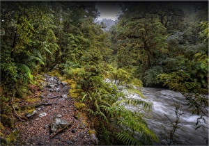 The Milford track, South Island, New Zealand The Milford track, South Island, New Zealand