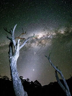 Images Dated 29th September 2018: Milky Way Galaxy with trees in foreground