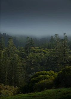 Mist rising from the national park after rain, Norfolk Island Mist rising from the national park after rain, Norfolk Island