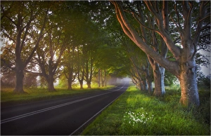 Misty dawn near Bradbury rings and Beech trees Dorset, England Misty dawn near Bradbury rings and Beech trees Dorset, England