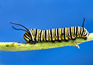 Images Dated 24th December 2012: Monarch caterpillar