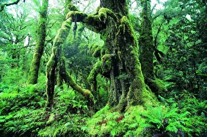 Moss covered tree, West Coast, South Island, New Zealand Moss covered tree, West Coast, South Island, New Zealand