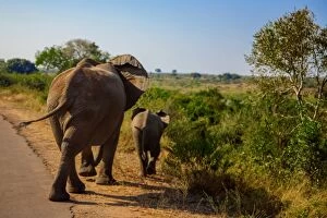 Cape Floral Region Protected Areas Gallery: A Mother Elephant Walking Along With Her Calf, Kruger National Park, South Africa