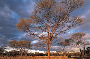 Mulga Trees, South of Alice Springs, Northern Territory, Australia Mulga Trees, South of Alice Springs, Northern Territory, Australia