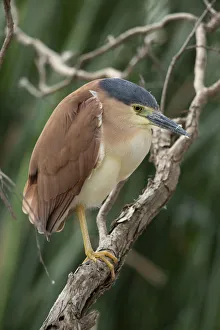 Nankeen Night Heron Nankeen Night Heron