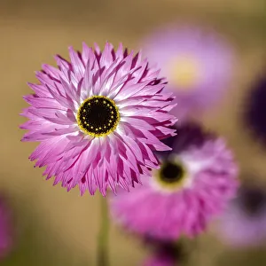 Native everlasting daisies or Paper daisies - Perth Western Australia Native everlasting daisies or Paper daisies - Perth Western Australia