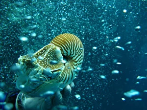 Images Dated 20th April 2009: Nautilus of Palau