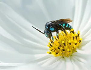 A Neon Cuckoo Bee on a cosmos flower A Neon Cuckoo Bee on a cosmos flower