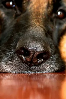 Nosey German Shepherd Dog Nosey German Shepherd Dog