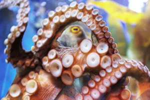 <b class=qtipBold><figcaption>Octopus in Kuala Lumpur</figcaption></b><br><em>© 2011 :: Artie | Photography ::</em> Octopus in Kuala Lumpur
